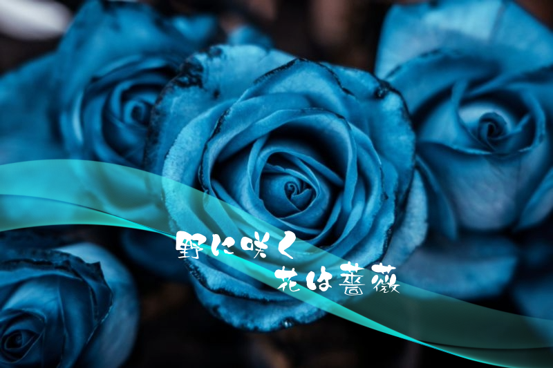 野に咲く花は薔薇